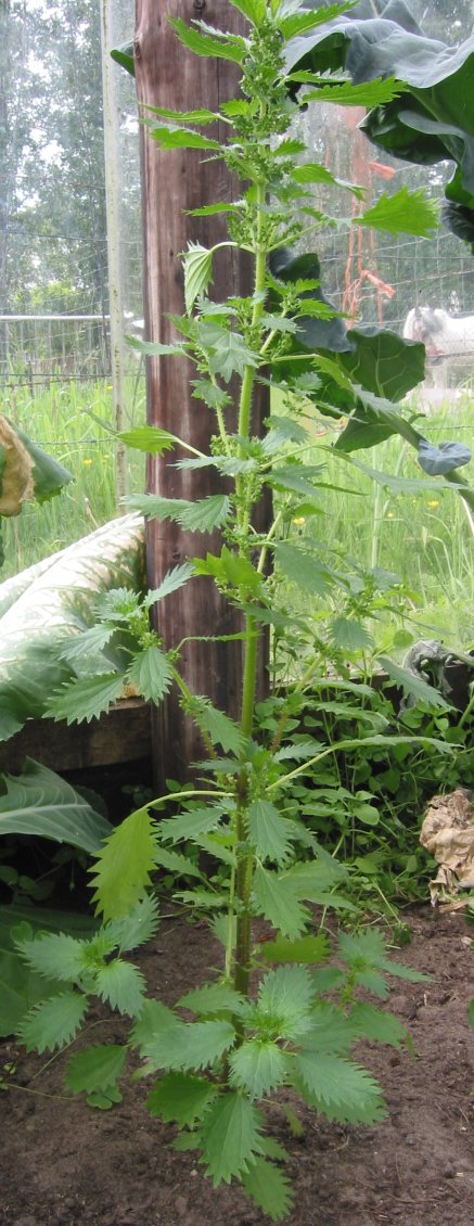 Urtica urens (small nettle) (alternate view 6)