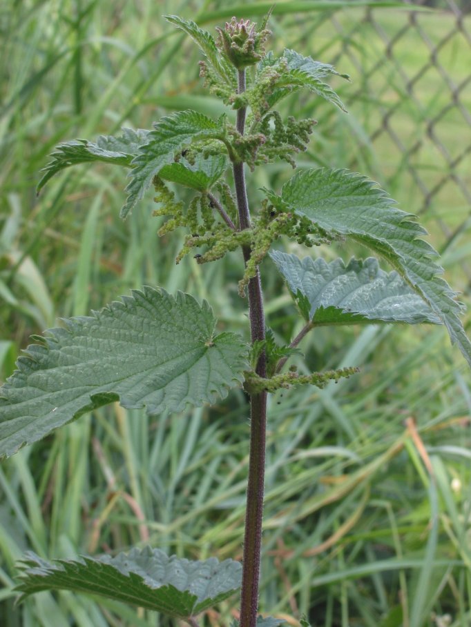 Urtica dioica (stinging nettle) (alternate view 6)