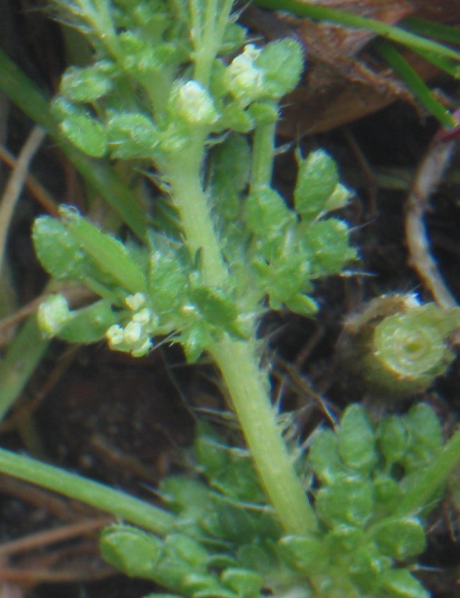 Urtica urens (small nettle) (alternate view 7)