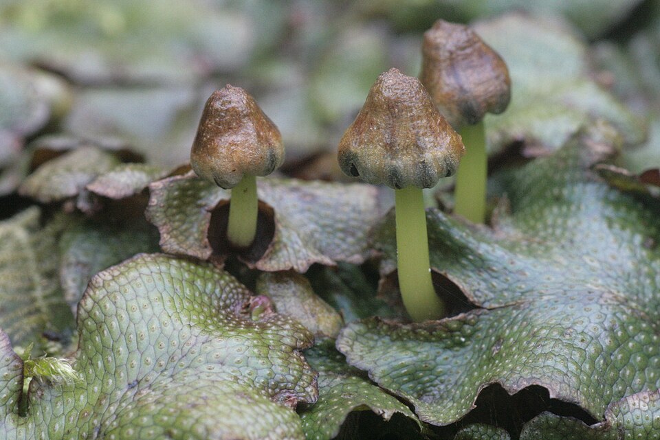 Conocephalum conicum (Great Scented Liverwort)
