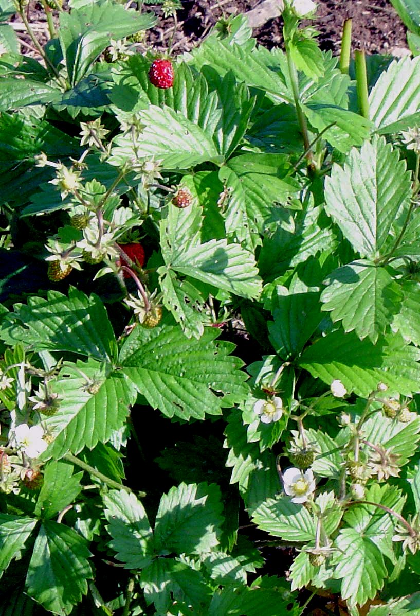 Fragaria vesca (Woodland Strawberry) (alternate view 10)