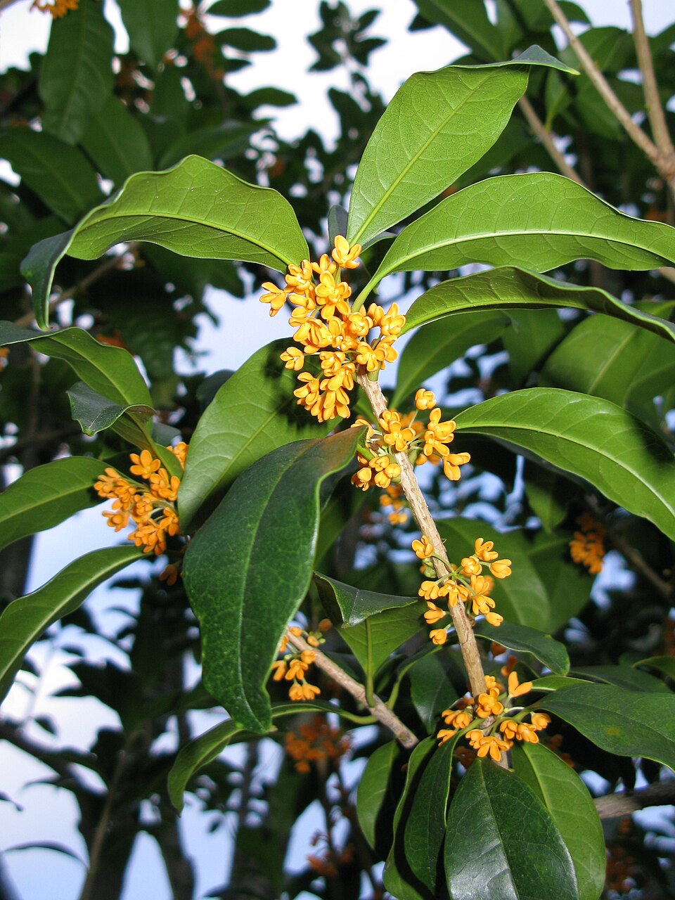 Osmanthus fragrans var. aurantiacus (Orange-Flowered Tea Olive) (alternate view 8)