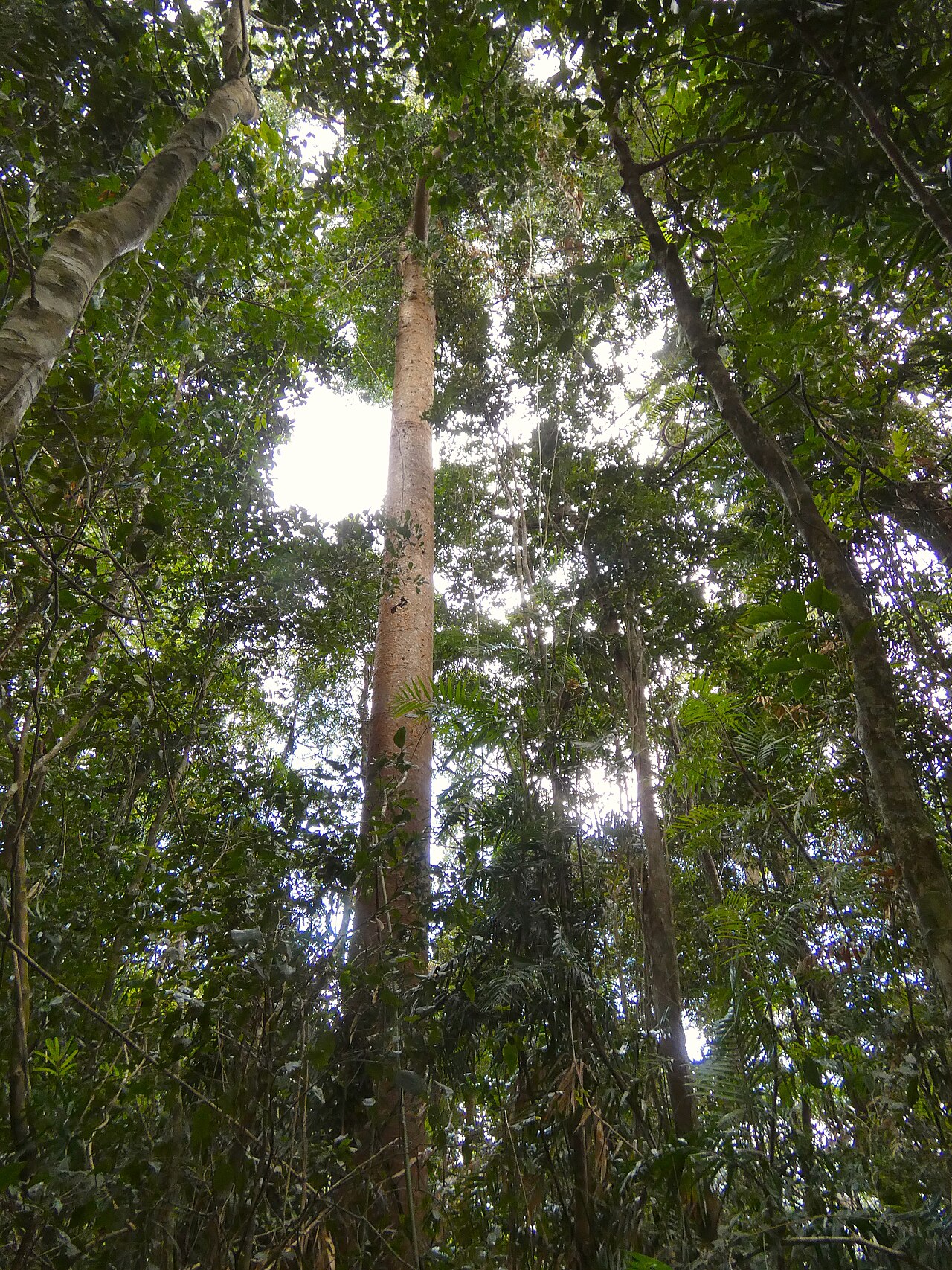 Agathis robusta, Queensland kauri — upright evergreen (Araucariaceae) (image 9 of 10)