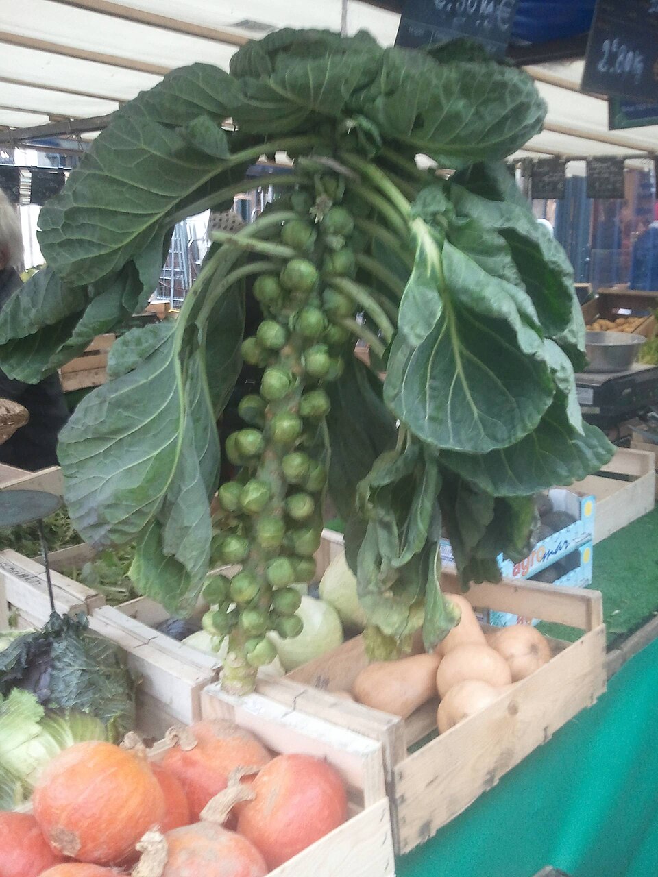 Cucurbita (gourds)