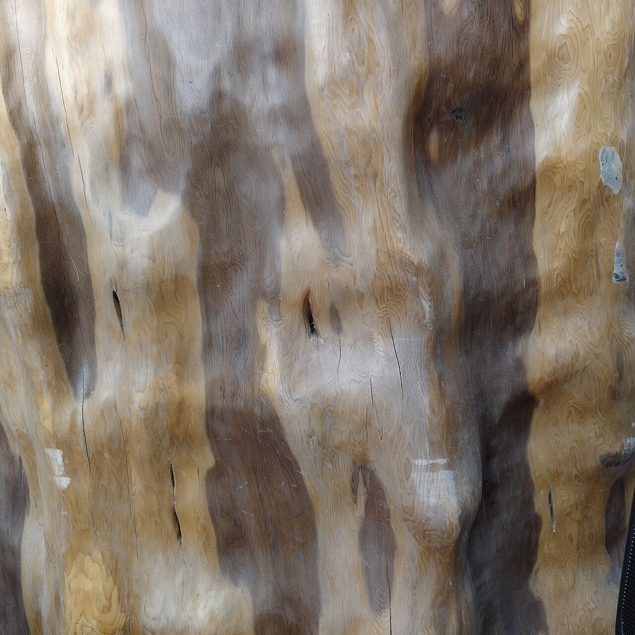 Taxus chinensis, Chinese yew — upright evergreen (Taxaceae) (image 6 of 10)