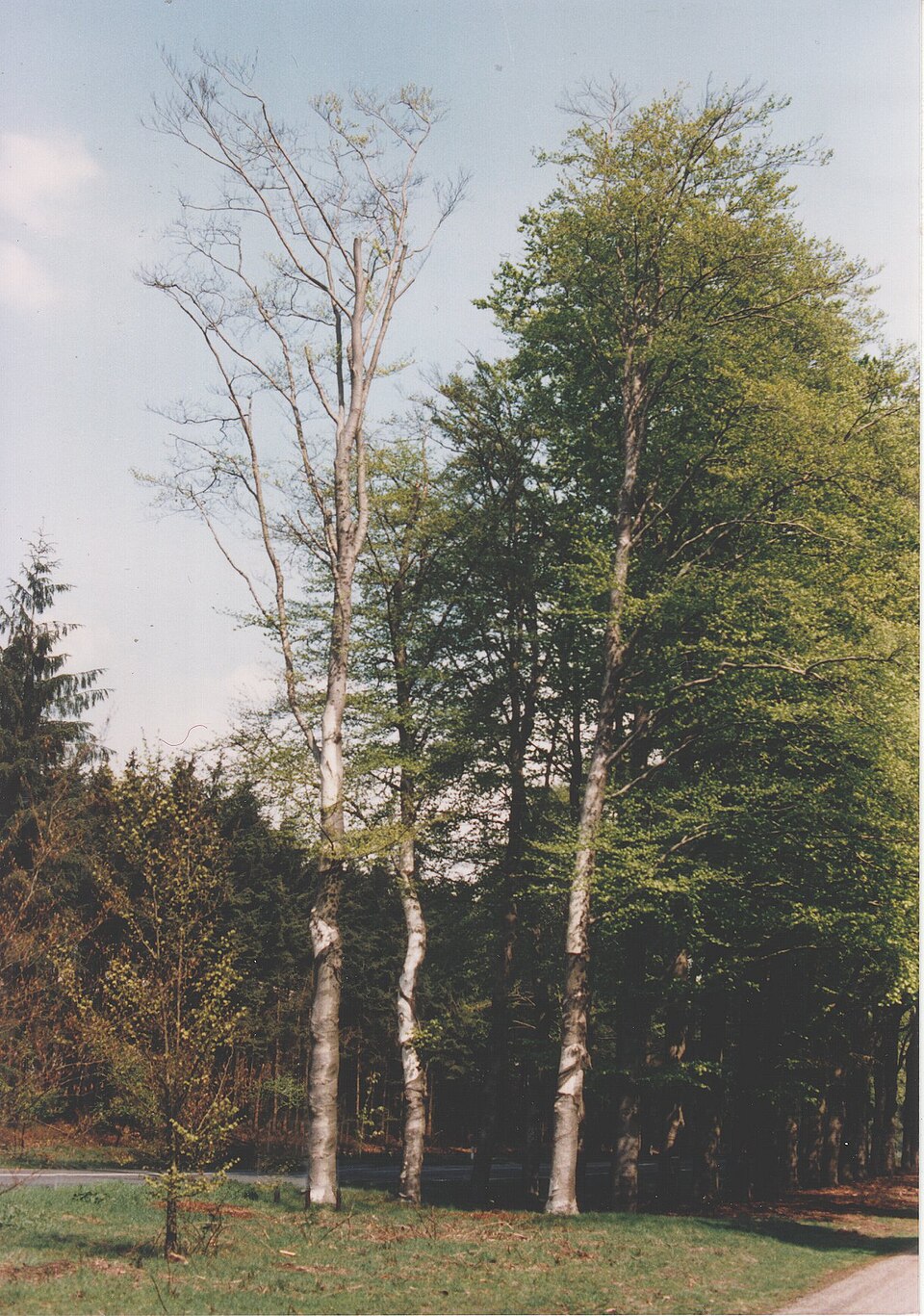 Fagus sylvatica (European beech) (alternate view 6)