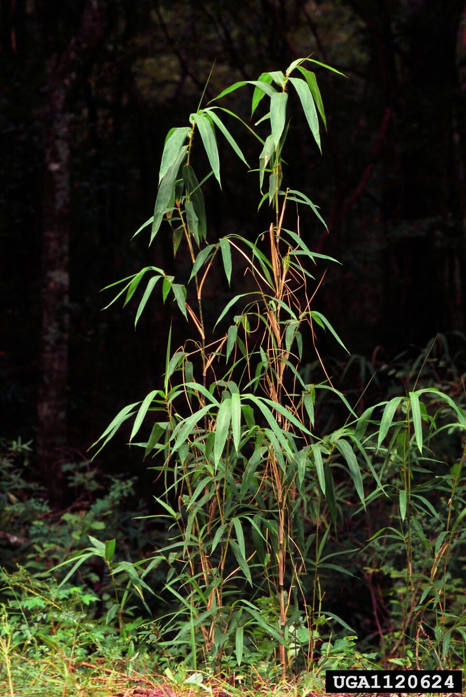 Arundinaria gigantea (river cane) (alternate view 2)