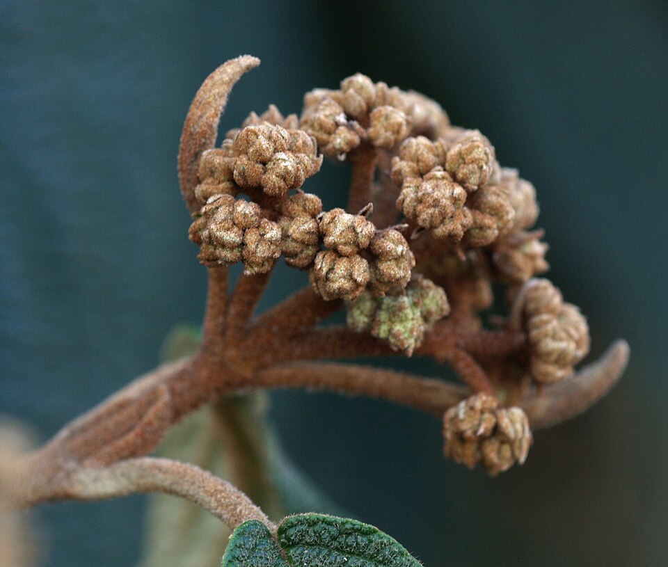 Viburnum rhytidophyllum (leatherleaf viburnum) (alternate view 6)