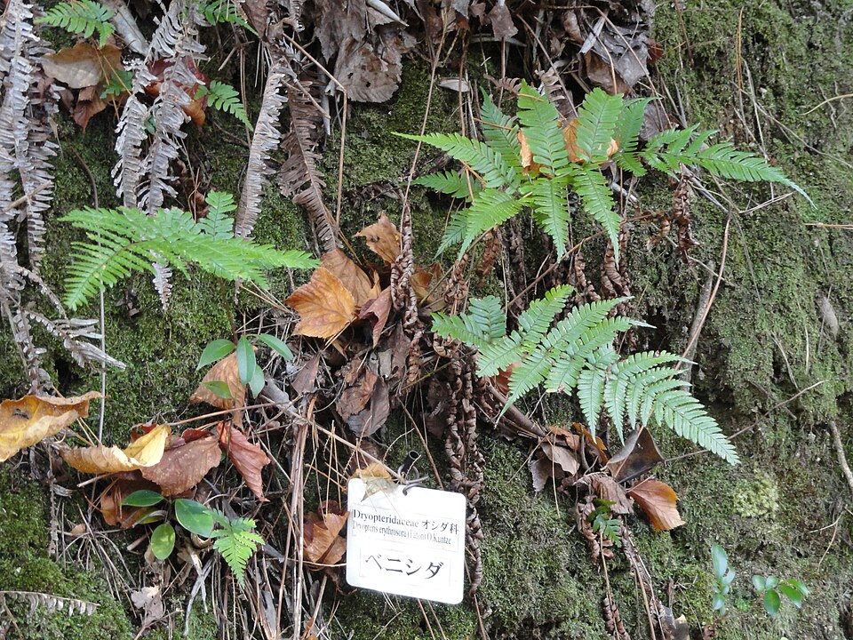 Dryopteris erythrosora (autumn fern) (alternate view 10)