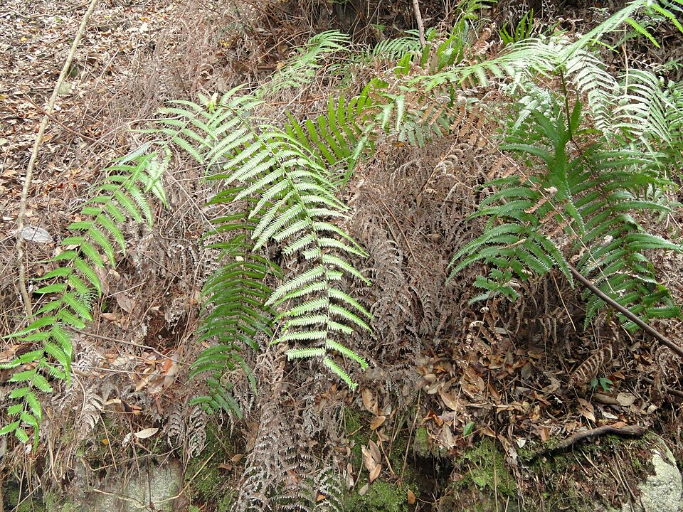 Dryopteris erythrosora (autumn fern) (alternate view 11)