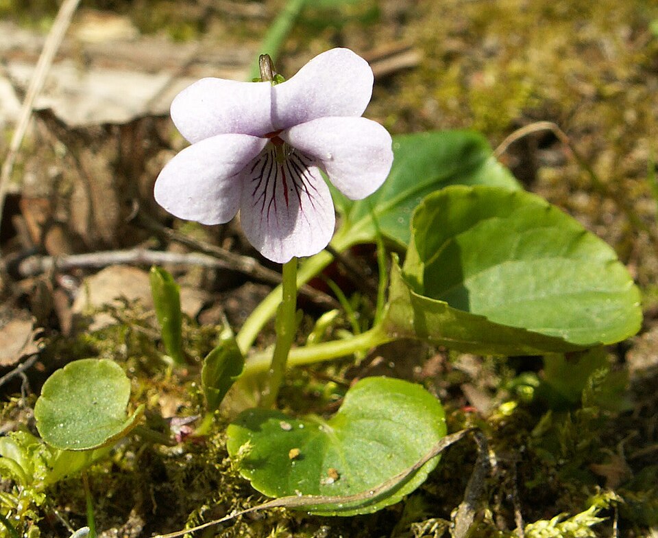 Viola palustris (Marsh Violet) (alternate view 11)