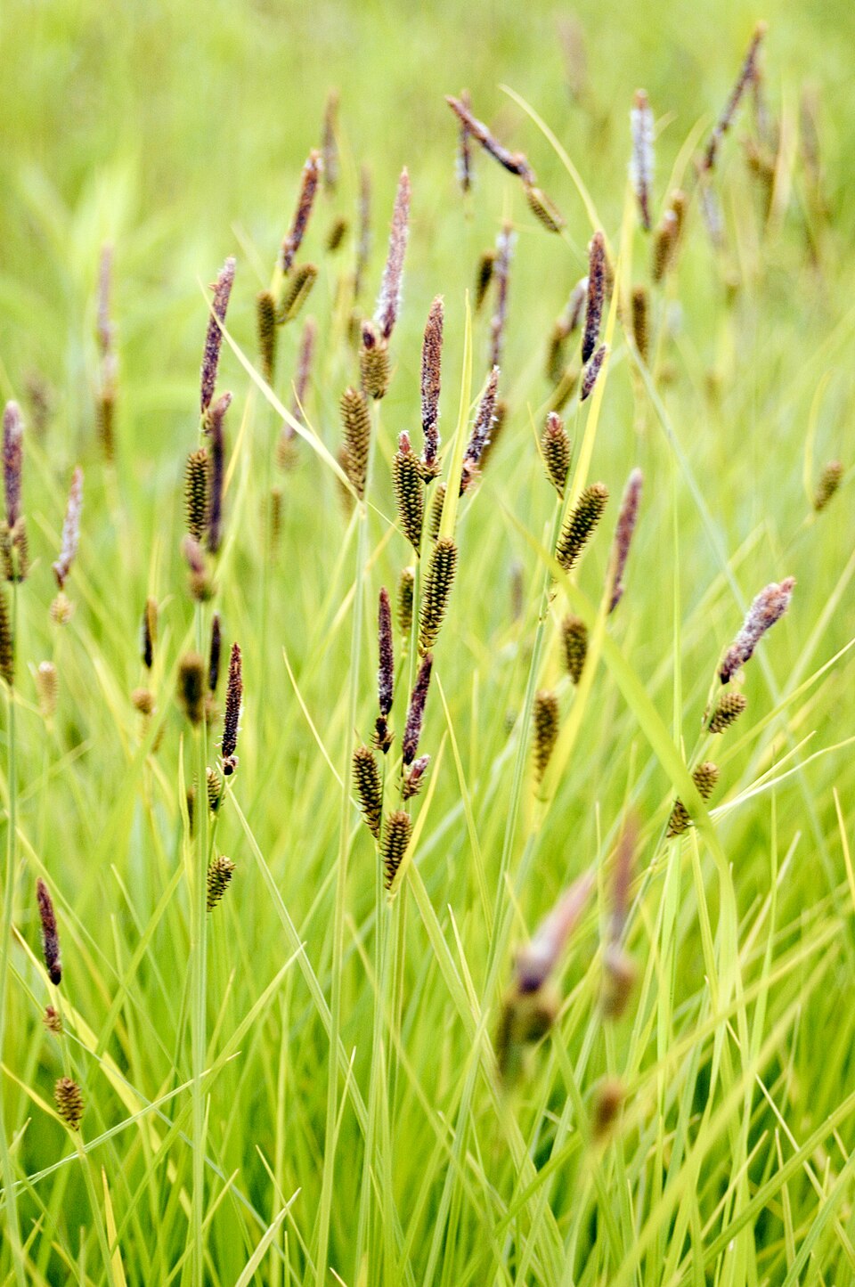 Carex stricta (Tussock Sedge) (alternate view 4)