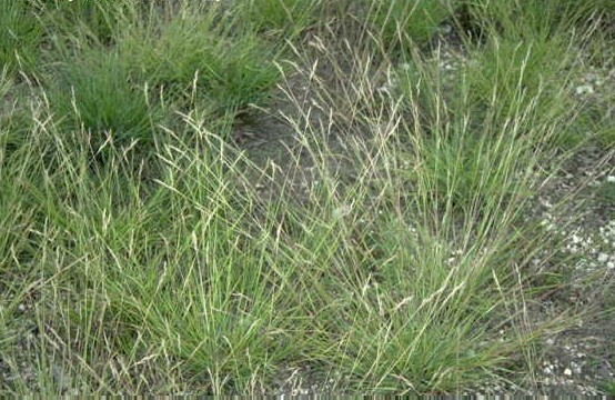 Danthonia spicata (Poverty Oat Grass) (alternate view 6)