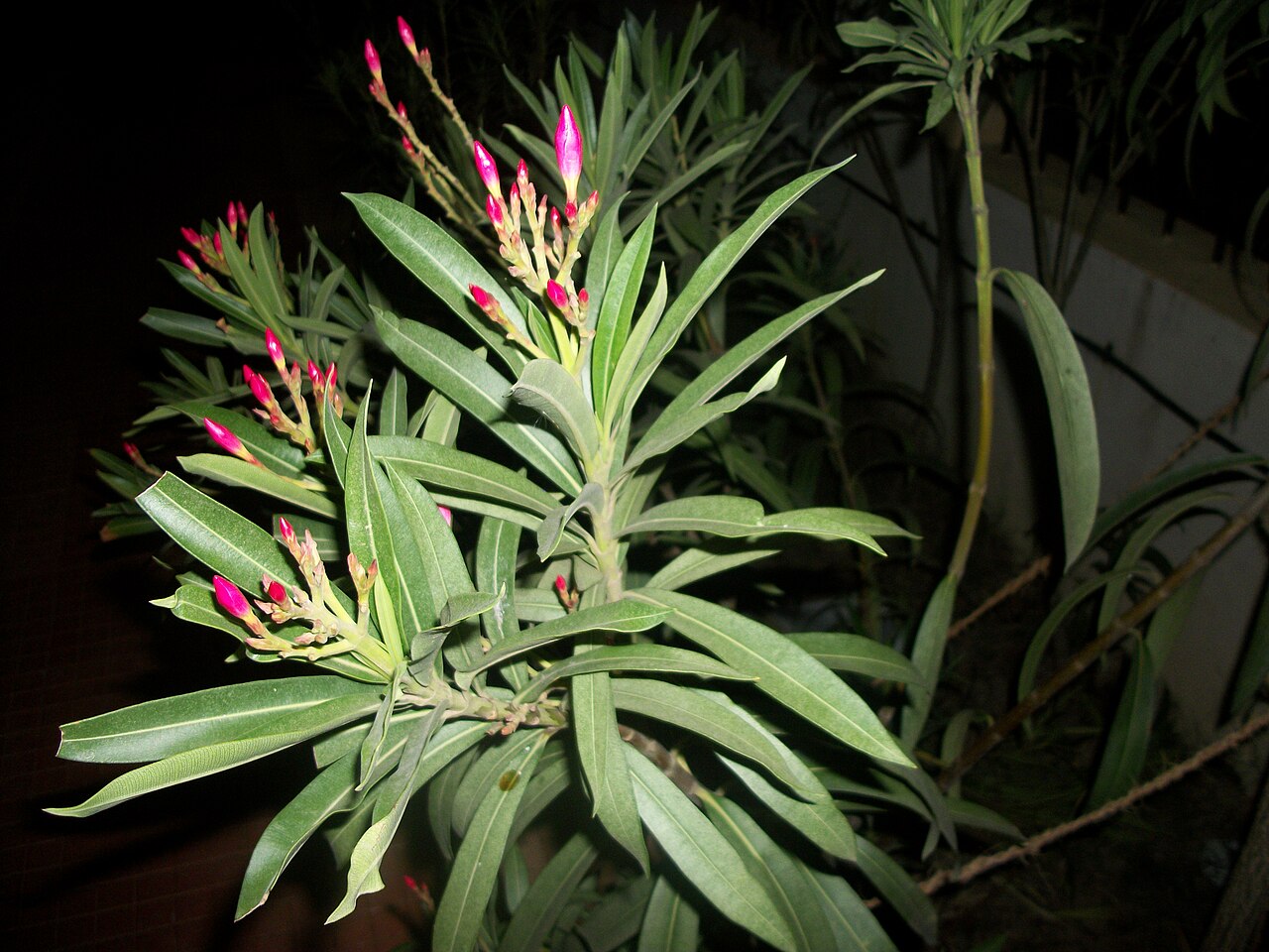 Nerium oleander, Oleander — upright evergreen (Apocynaceae) (image 3 of 8)