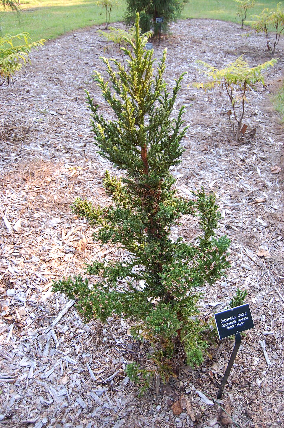 Cryptomeria japonica 'Black Dragon' (Black Dragon Japanese Cedar)