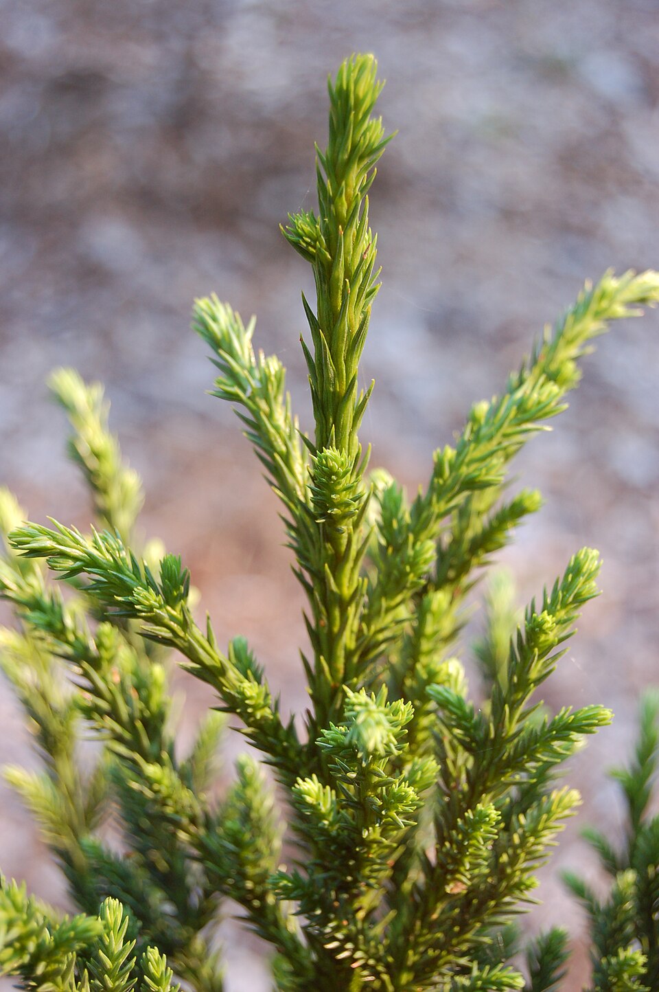 Cryptomeria japonica 'Black Dragon' (Black Dragon Japanese Cedar) (alternate view 2)