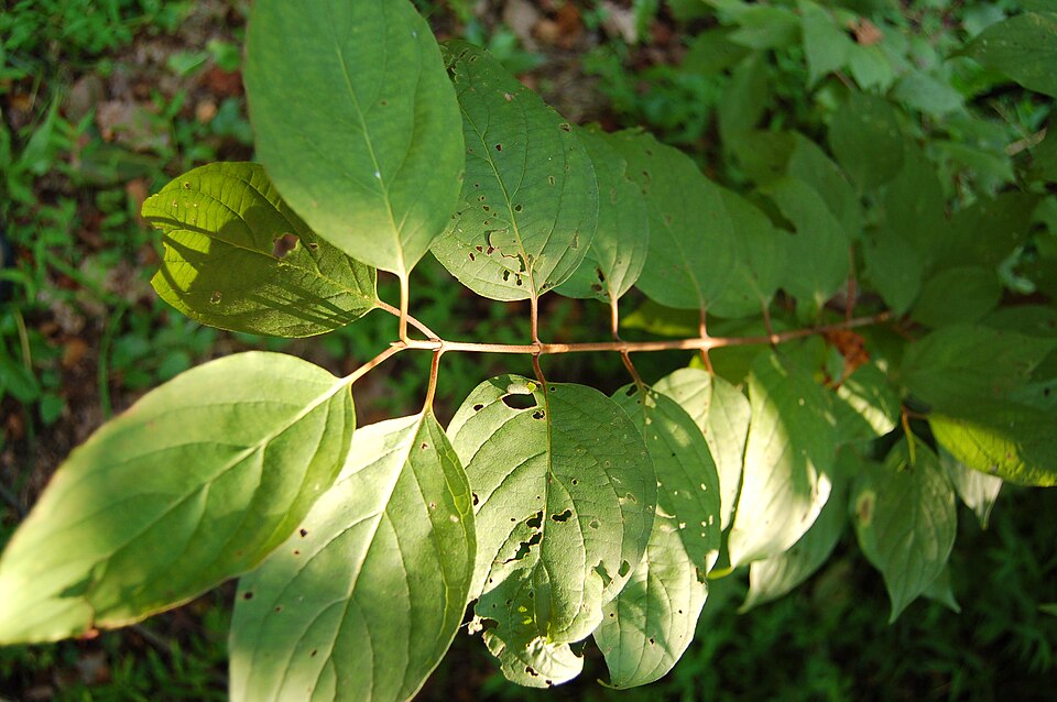 Cornus drummondii (roughleaf dogwood)
