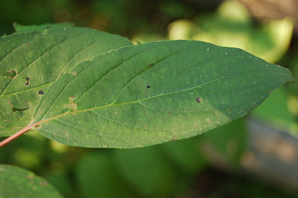 Cornus drummondii (roughleaf dogwood)