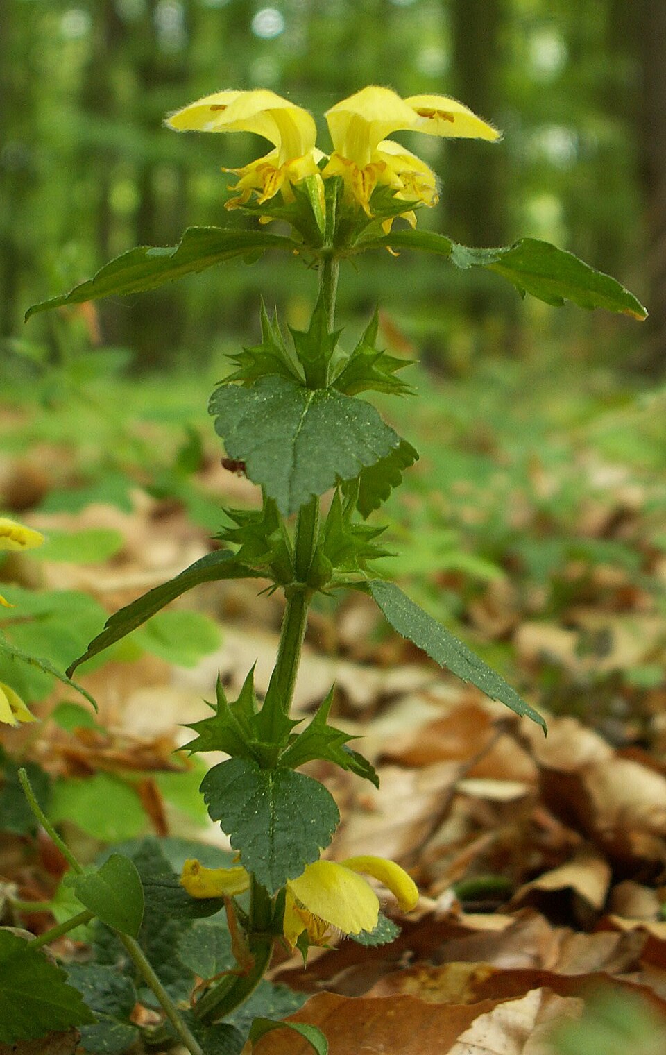 Lamium galeobdolon (yellow archangel)