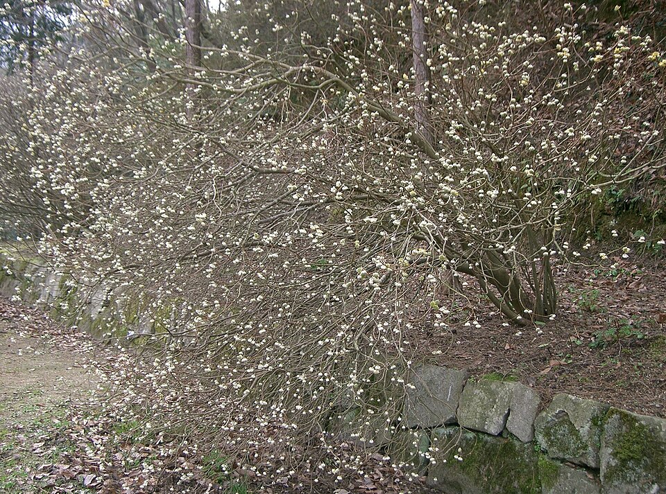 Edgeworthia chrysantha (edgeworthia, paperbush) (alternate view 5)
