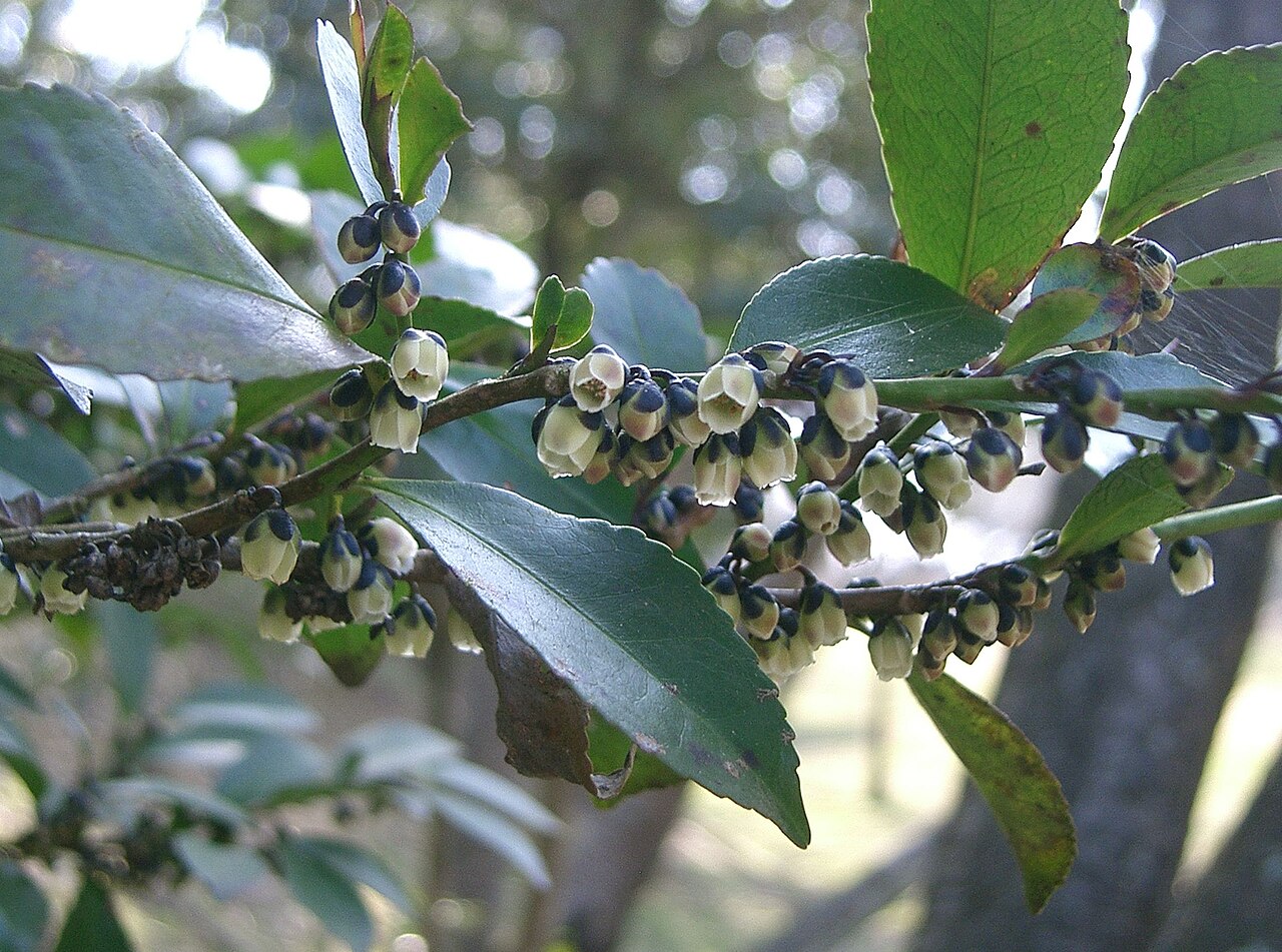 Eurya japonica, Japanese eurya — upright evergreen (Pentaphylacaceae) (image 4 of 10)