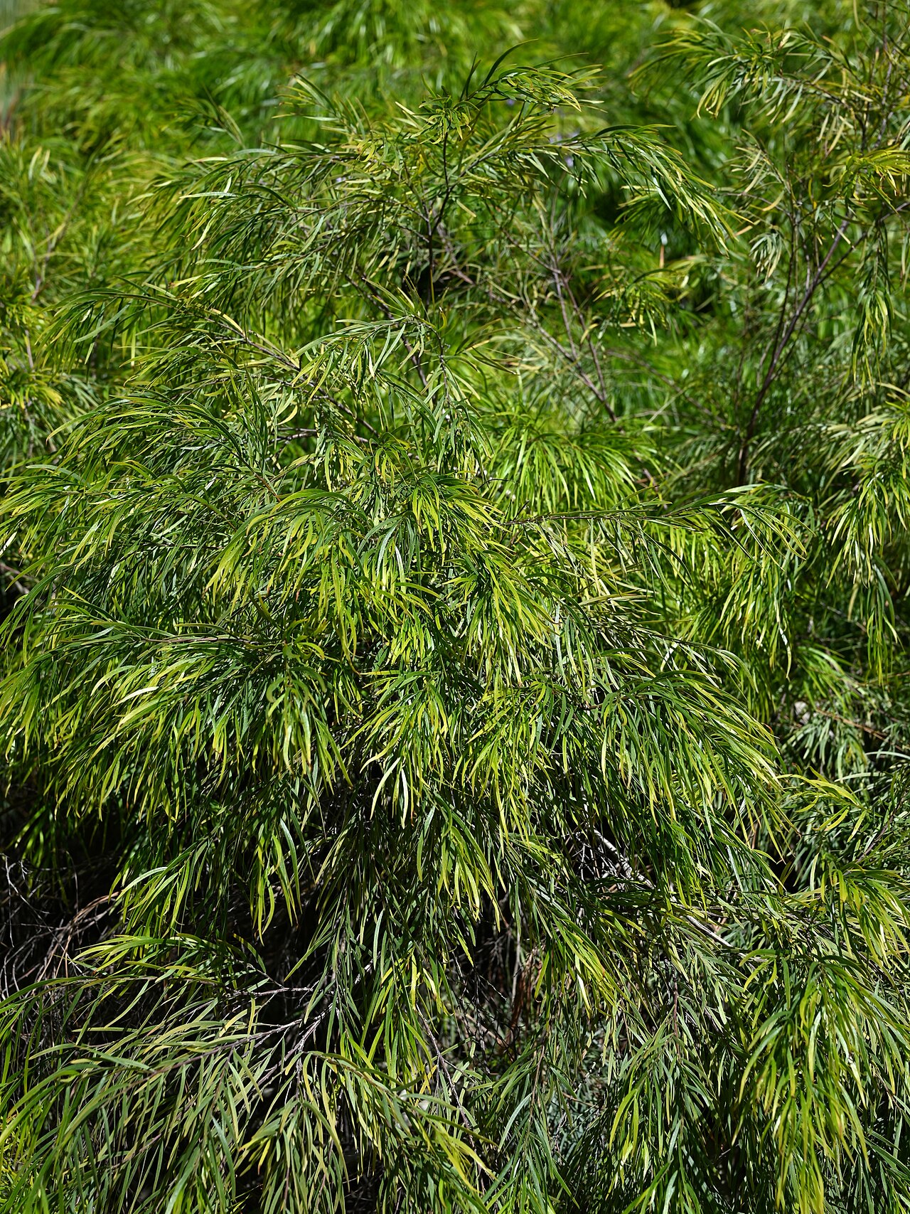 Acacia cognata, River wattle — spreading evergreen (Fabaceae) (image 6 of 8)