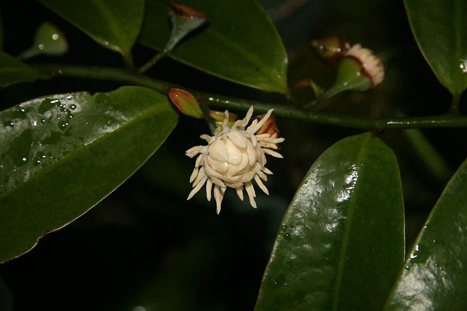 Eupomatia laurina (Bolwarra) (alternate view 7)