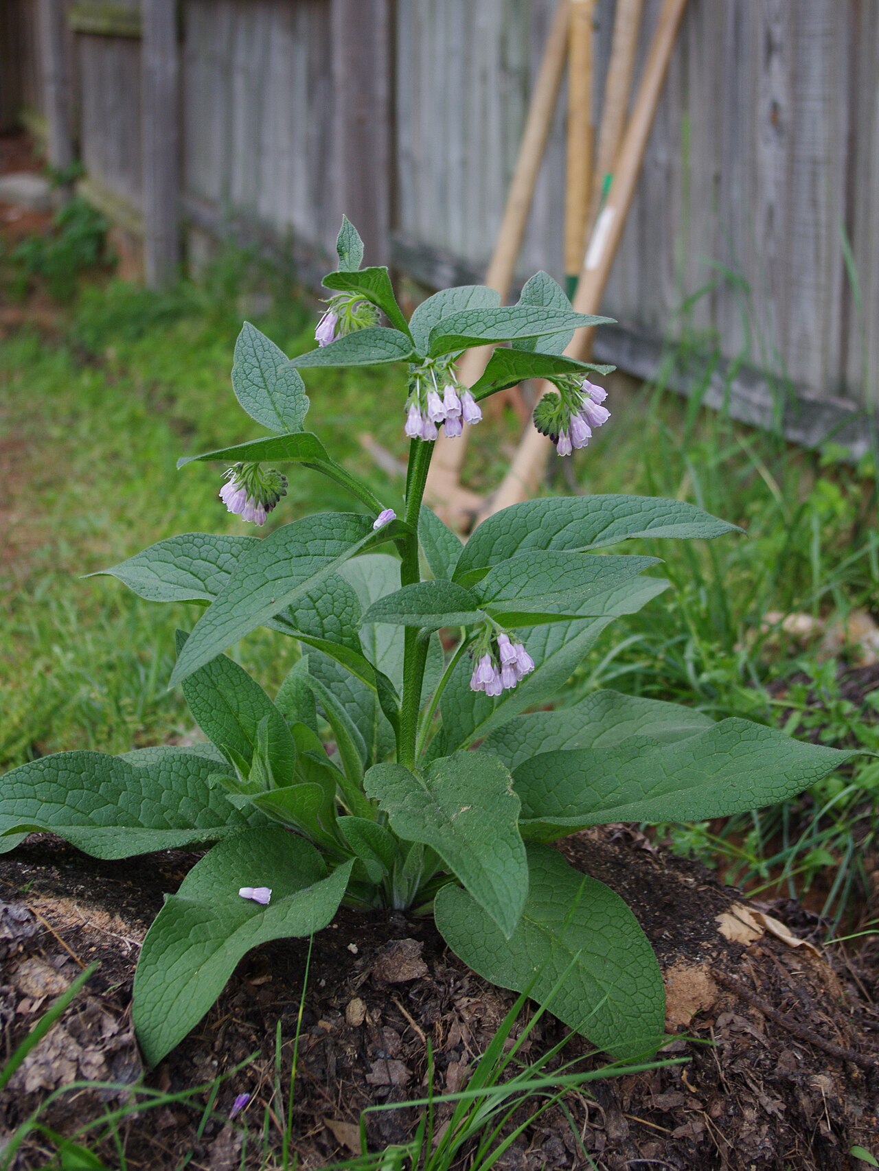 Symphytum (comfrey)