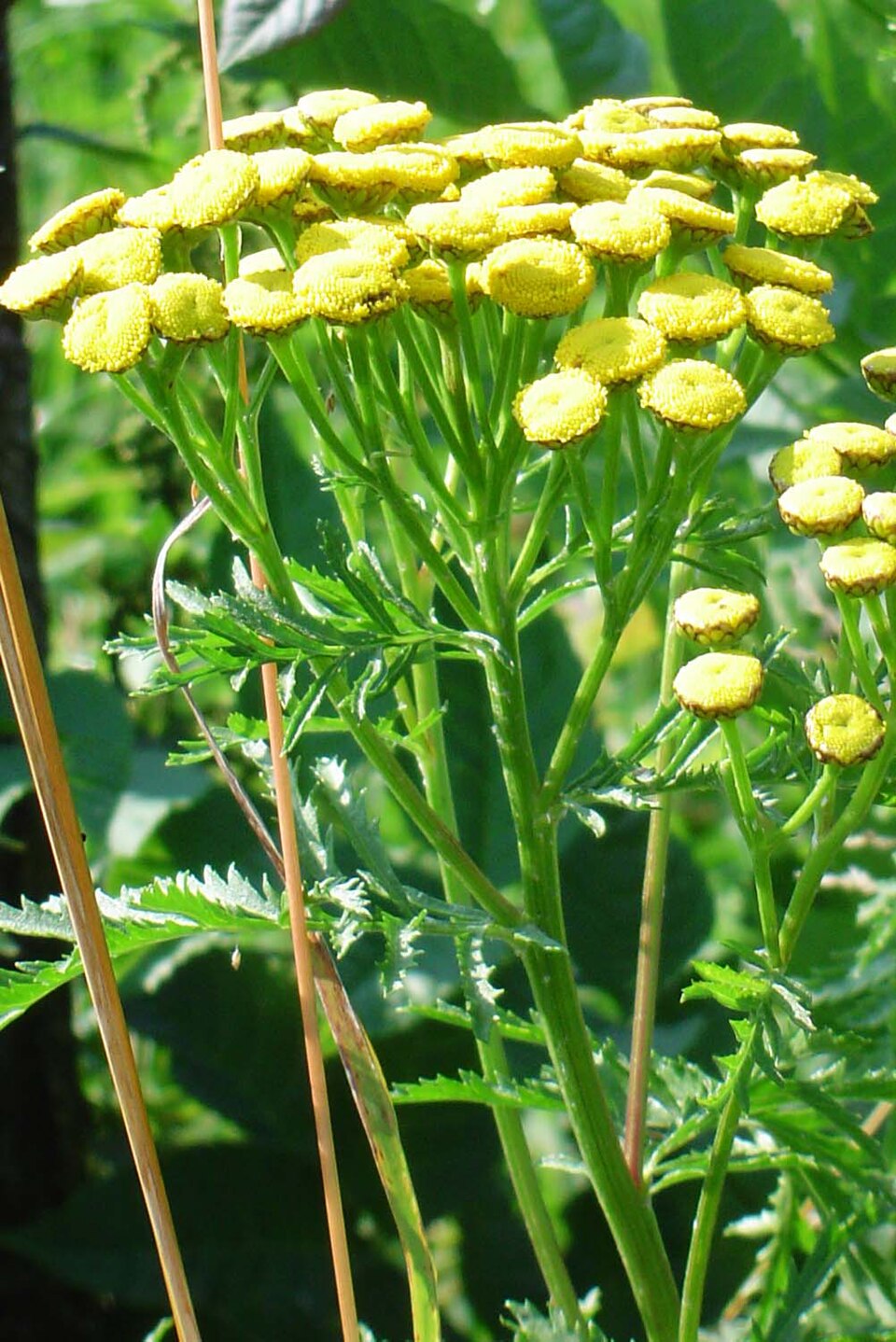 Tanacetum vulgare (common tansy)
