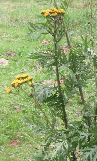 Tanacetum vulgare (common tansy)