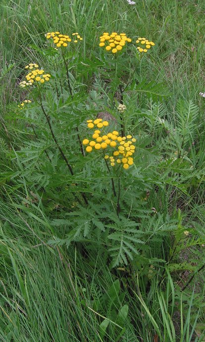 Tanacetum vulgare (common tansy)