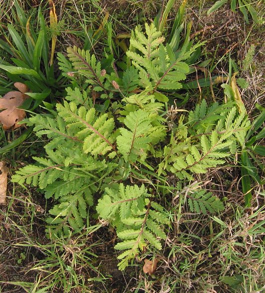 Tanacetum vulgare (common tansy)