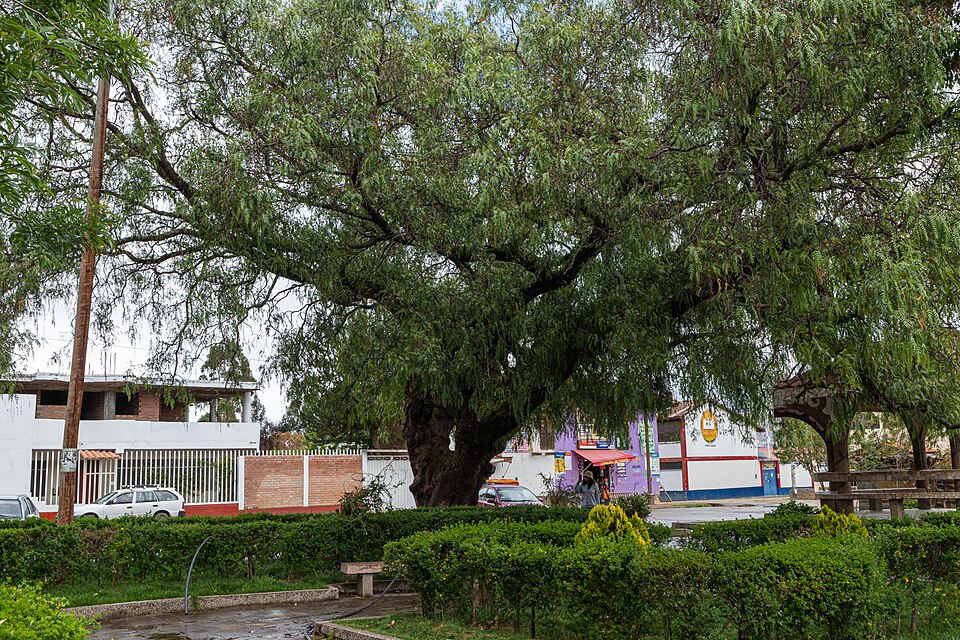 Schinus molle (Peruvian Pepper Tree)