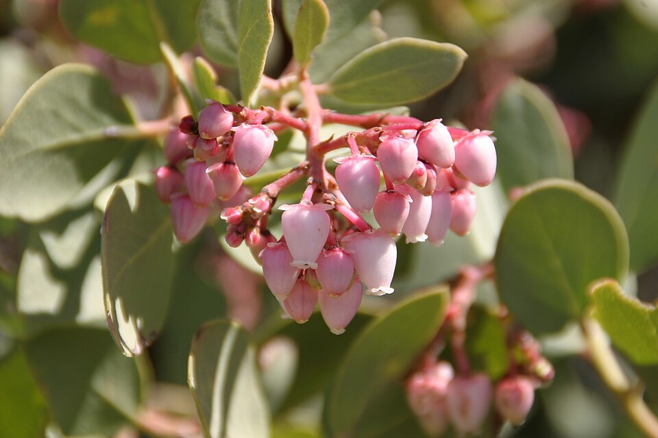 Arctostaphylos glauca (Big Berry Manzanita) (alternate view 10)
