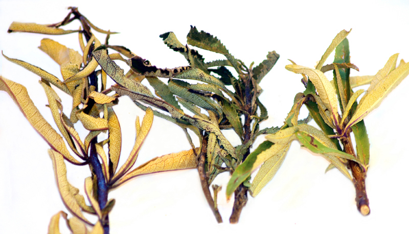 Eriodictyon californicum (California yerba santa) (alternate view 7)