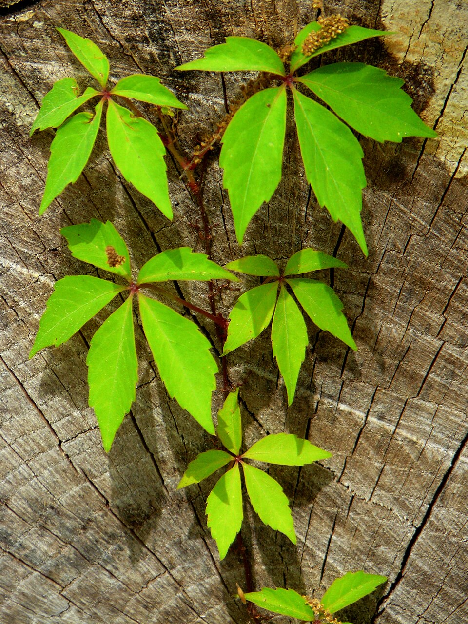 Parthenocissus quinquefolia (Virginia creeper) (alternate view 6)