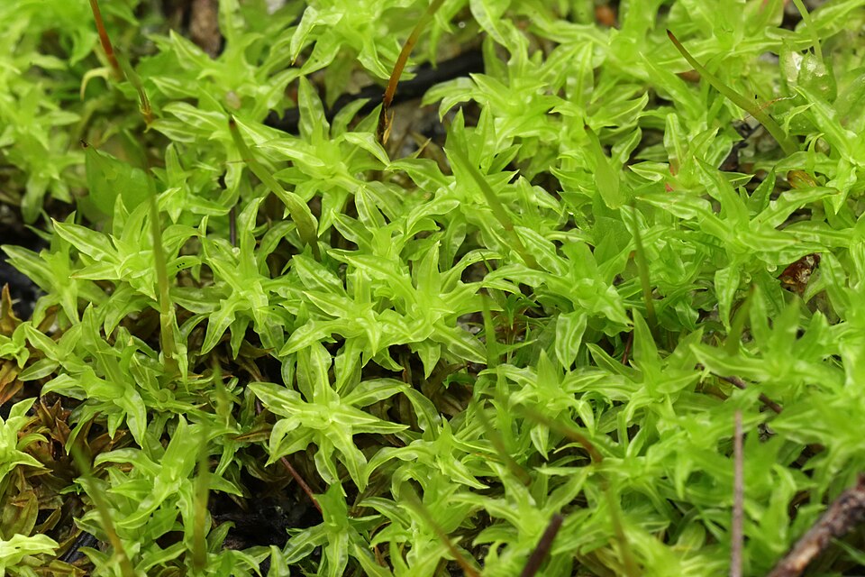 Barbula calycina (alternate view 3)