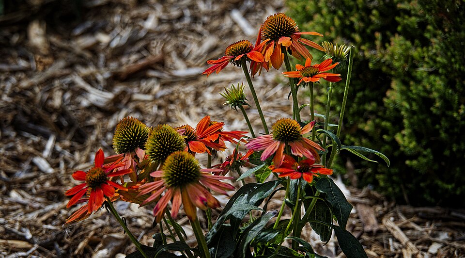 Echinacea purpurea 'Sombrero Salsa Red' (Sombrero Salsa Red Coneflower) (alternate view 3)