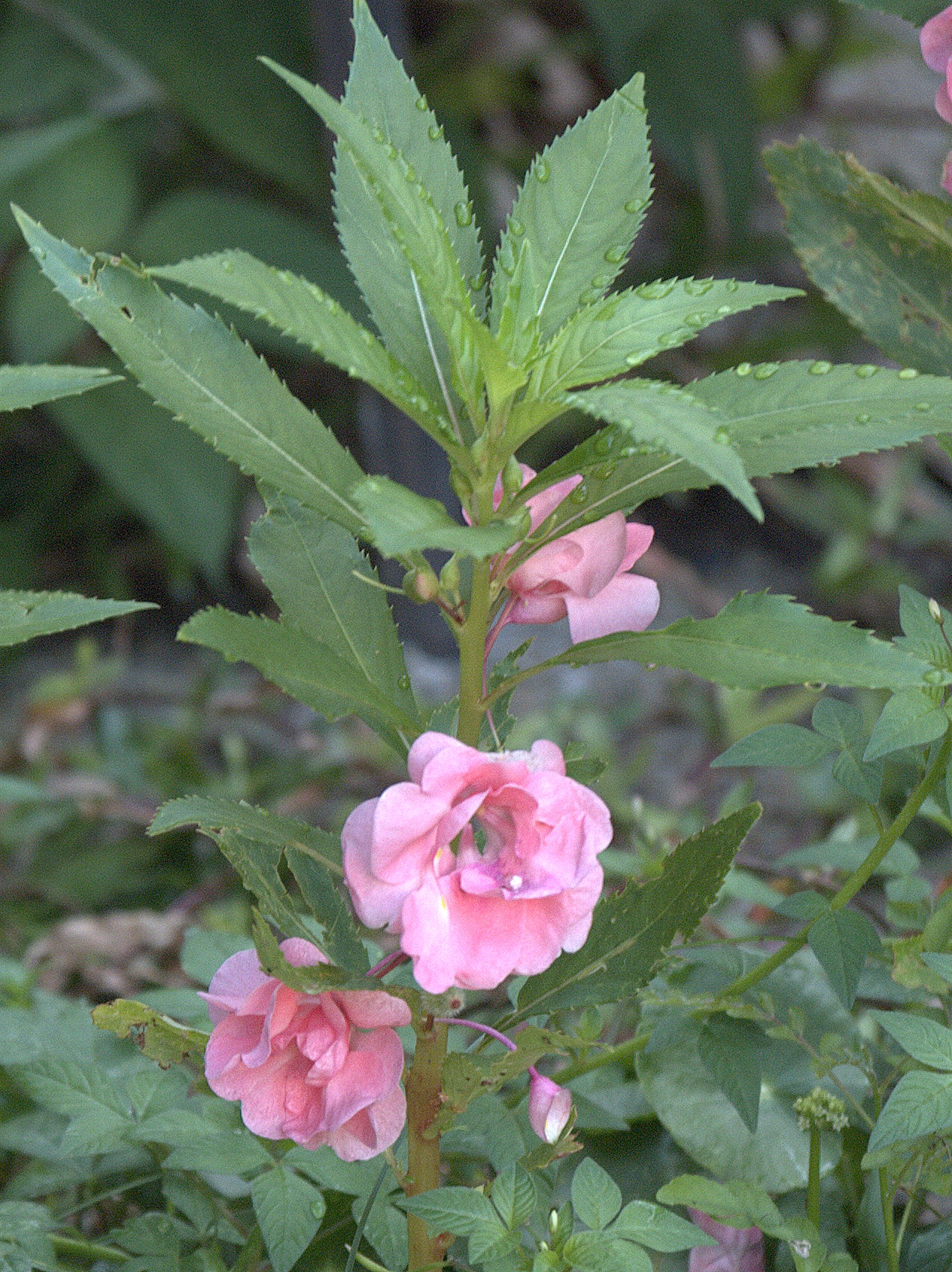 Impatiens balsamina, Garden balsam — upright (Balsaminaceae) (image 4 of 8)