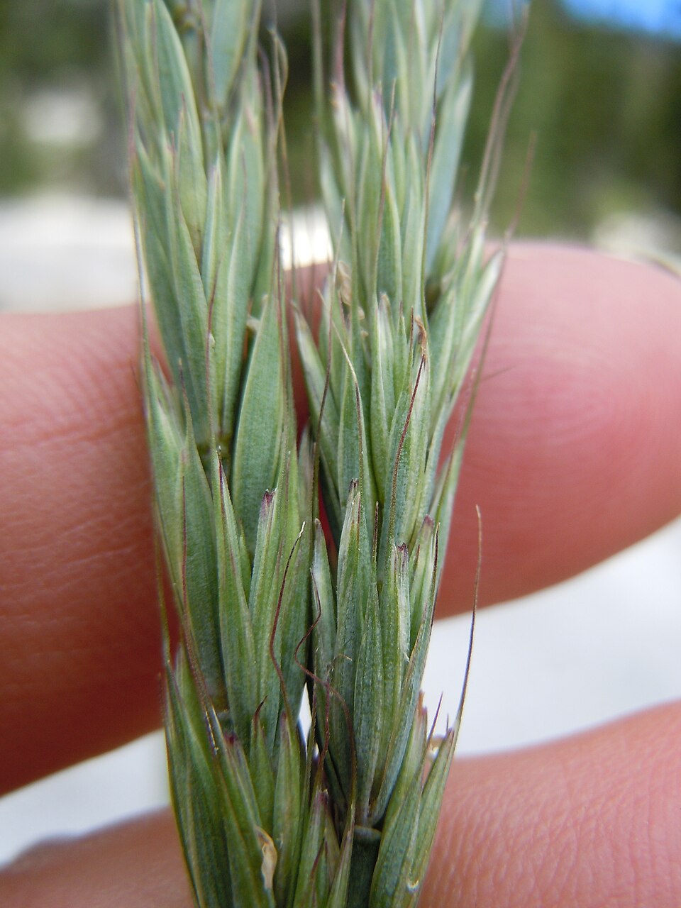 Elymus glaucus (blue wildrye) (alternate view 6)