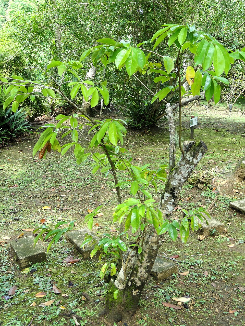 Annona muricata (Soursop) (alternate view 5)