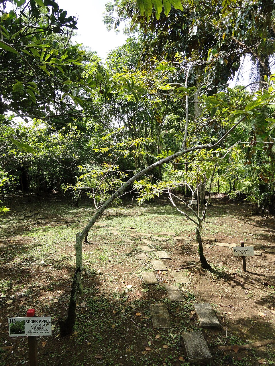Annona squamosa (Sugar Apple) (alternate view 4)