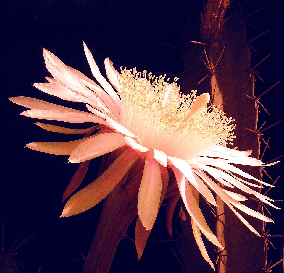 Acanthocereus tetragonus (Fairy Castle Cactus) (alternate view 7)