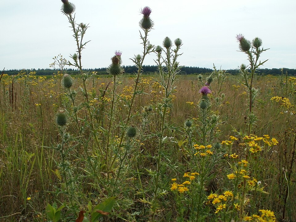 Cirsium vulgare (bull thistle) (alternate view 7)