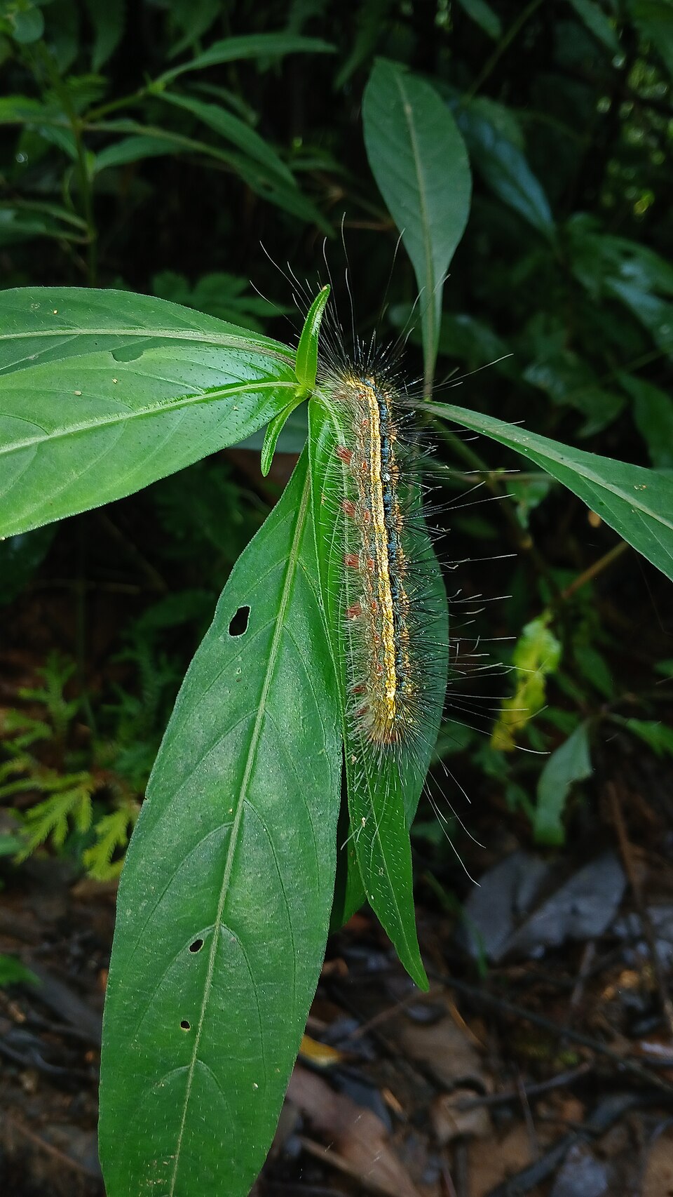 Piper (pepper plants) (alternate view 8)
