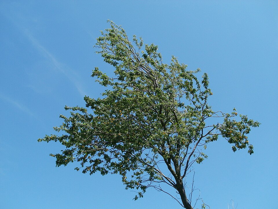 Prunus cerasifera (purple leaf plum, cherry plum) (alternate view 8)