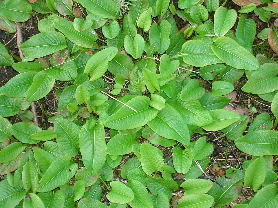 Bistorta officinalis (common bistort)