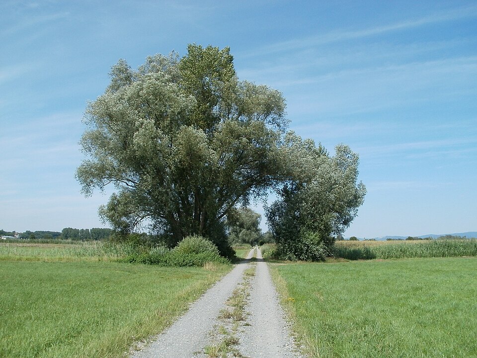 Salix alba (white willow)