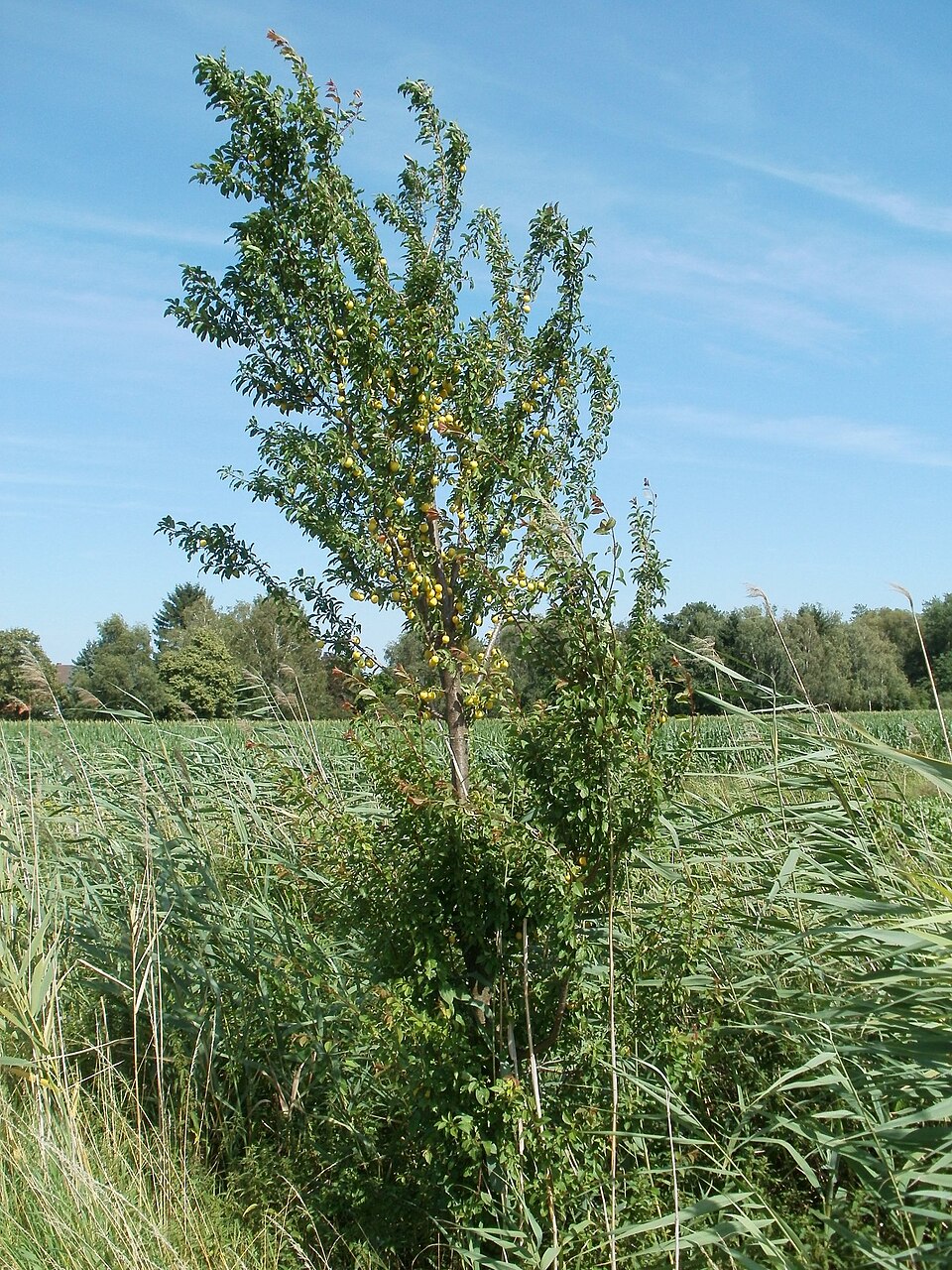 Prunus cerasifera (purple leaf plum, cherry plum) (alternate view 10)