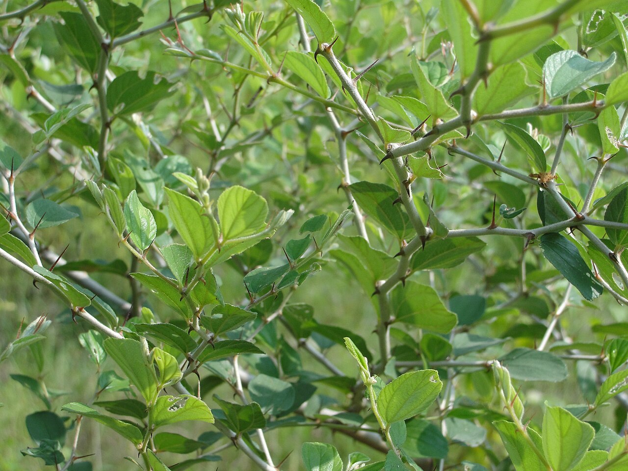 Ziziphus jujuba, Chinese jujube — upright deciduous (Rhamnaceae) (image 1 of 9)